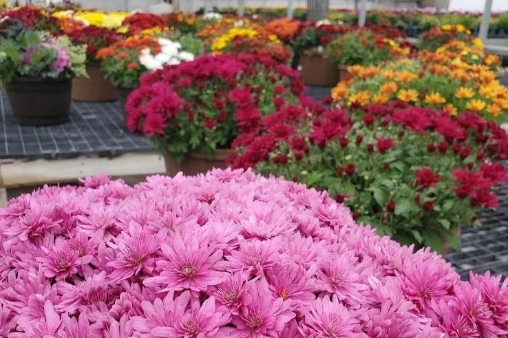 Before You Buy Those Mums