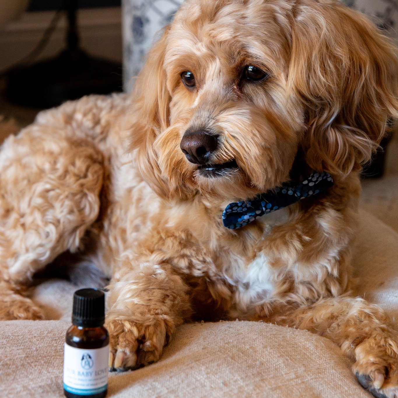 Fur Baby Love seems to be a hit not just with the fur babies, but also with their human companions! The blend's safety for pets and calming properties make it a favourite among pet owners. Additionally, the calming effects of chamomile, lavender, and
