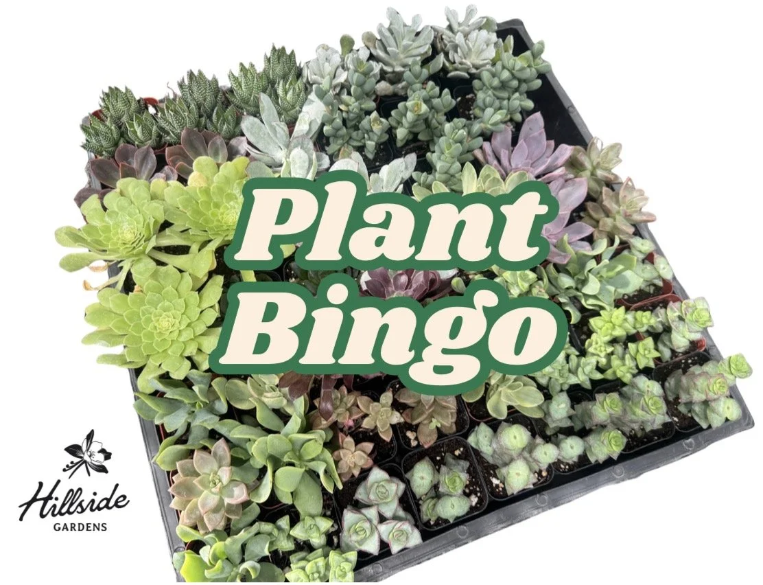 Plant Bingo
