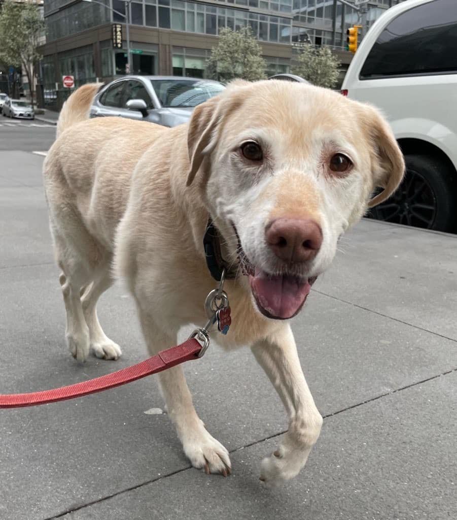 It is with such profound sadness that I share that our beloved Charlie Payne crossed the rainbow bridge on Tuesday, October 8, 2024, around 11:30 am. He was in my arms, Brian by my side, as he slipped away peacefully. He was 14 years and 5 months old