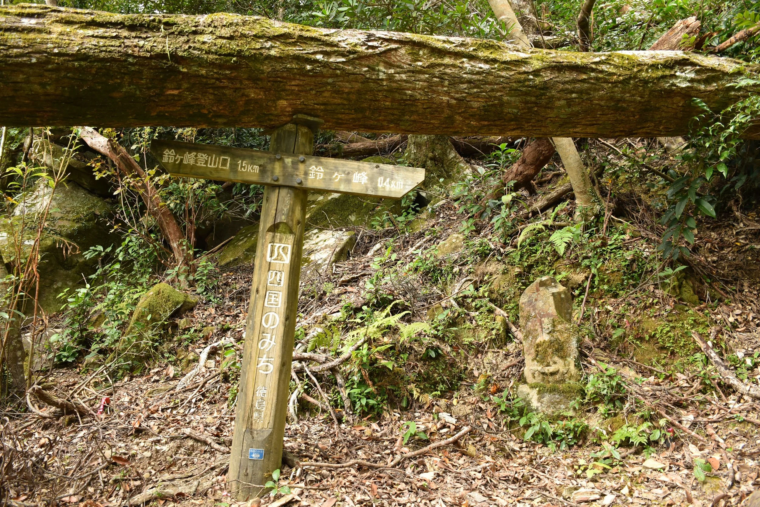 tree-balanced-on-sign.jpg