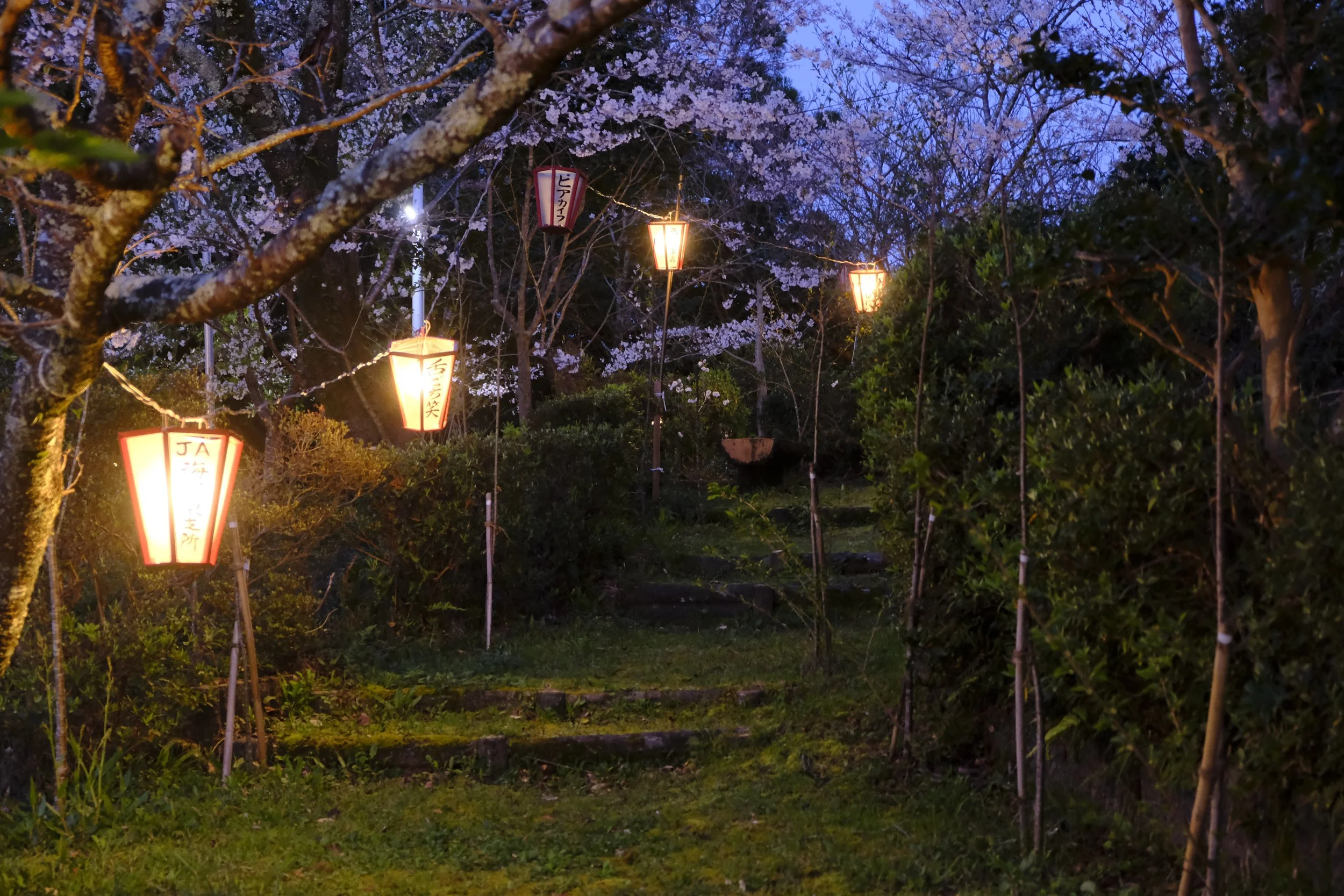 mt-myoken-park-lanterns-and-cherry-blossoms.JPG