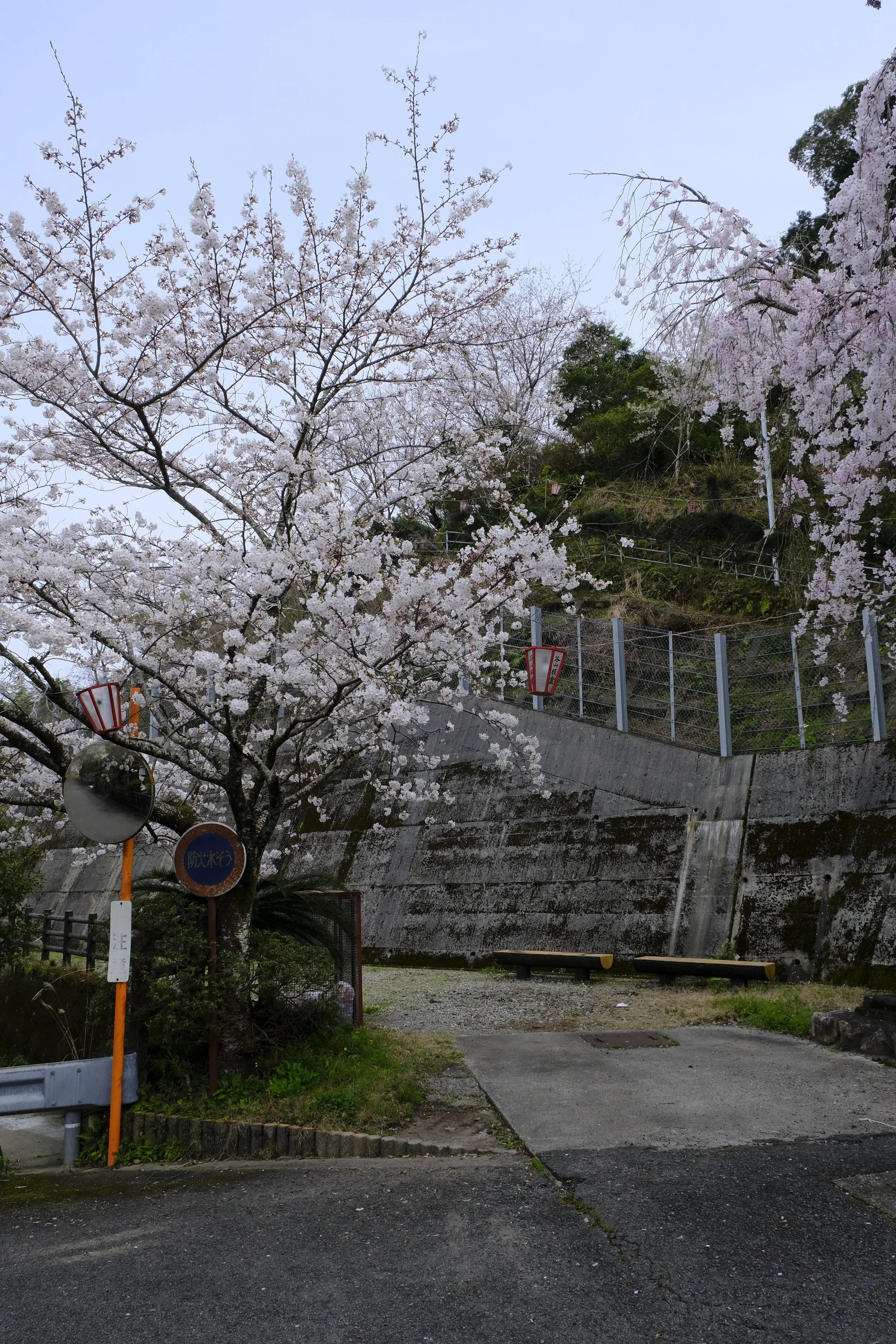 vertical-shot-of-mt-myoken-PIA-kaifu-entrance-with-sakura-tree.JPG