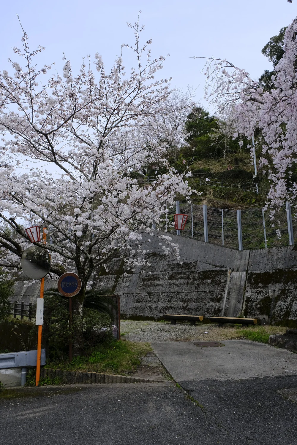 vertical-shot-of-mt-myoken-PIA-kaifu-entrance-with-sakura-tree.JPG