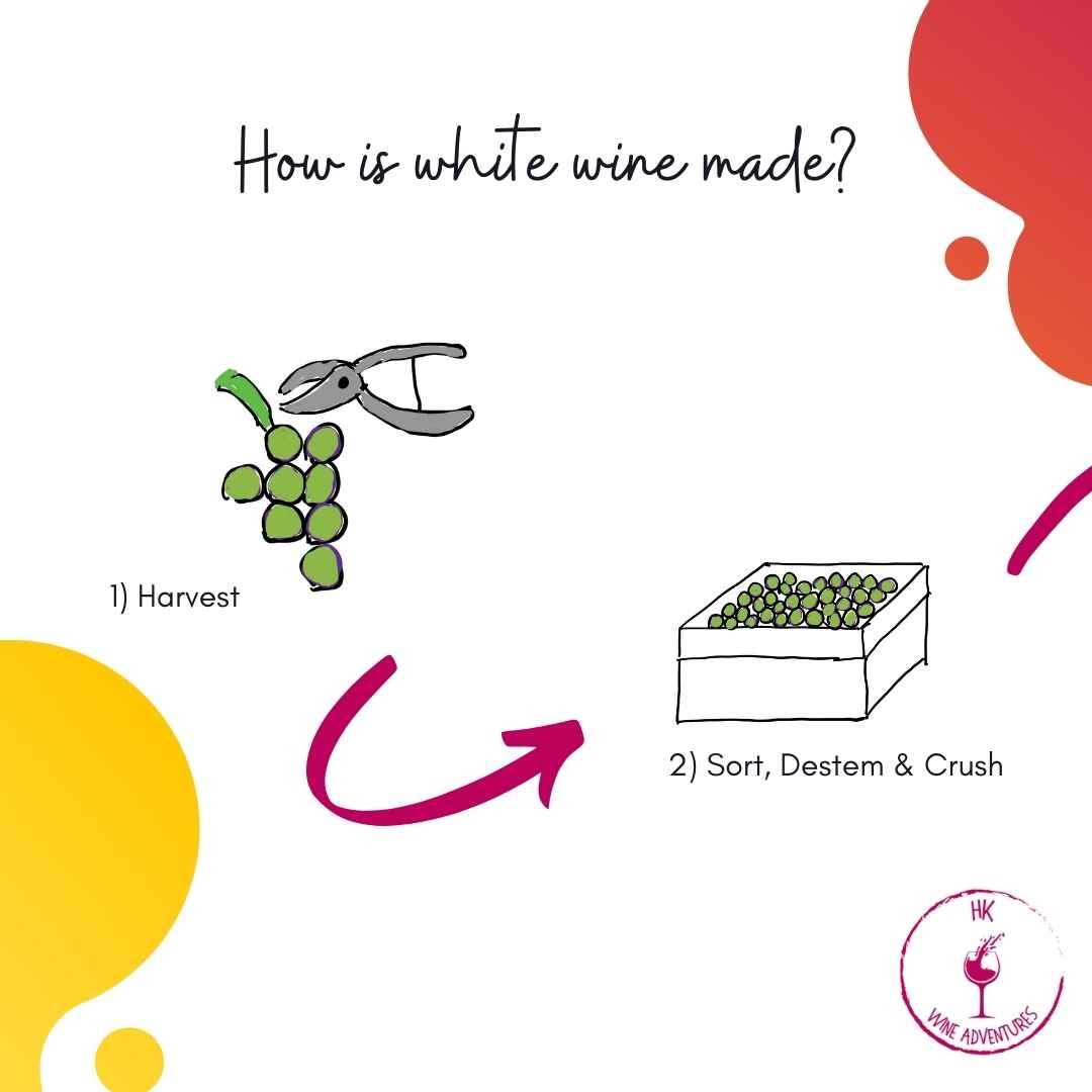 White Wine Making