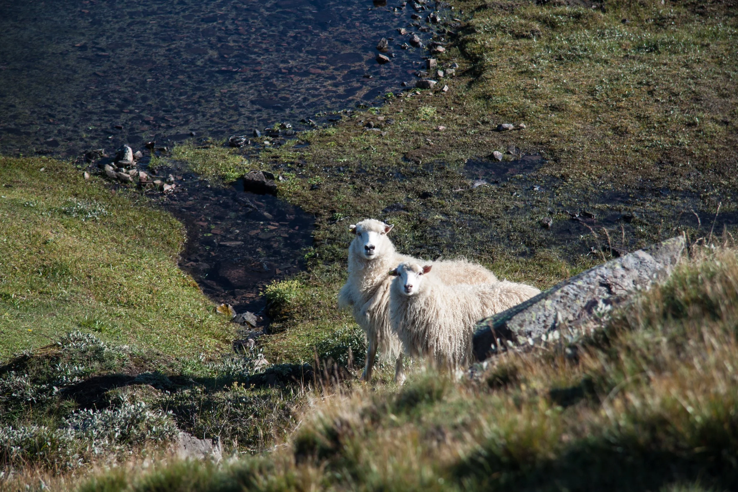 Zwei Schafe stehen auf einer Wiese neben einem kleinen Wasserloch in einer Bergregion.