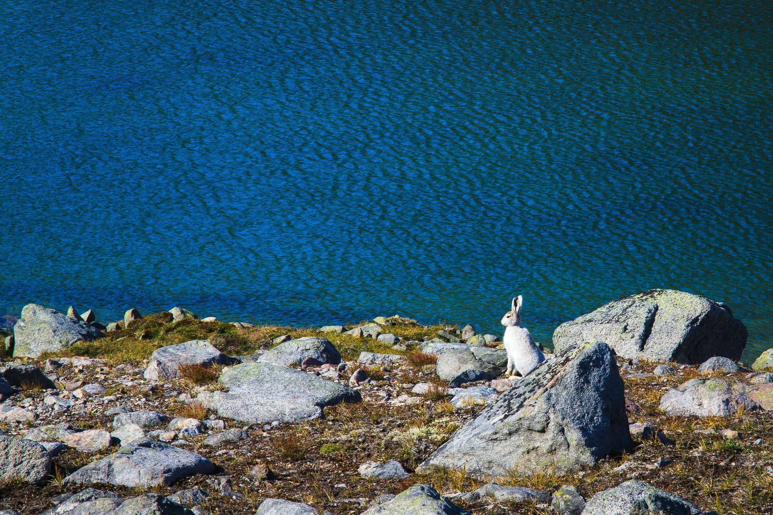 Ein Kaninchen sitzt auf einem steinigen Ufer neben einem See mit blauer Wasseroberfläche.
