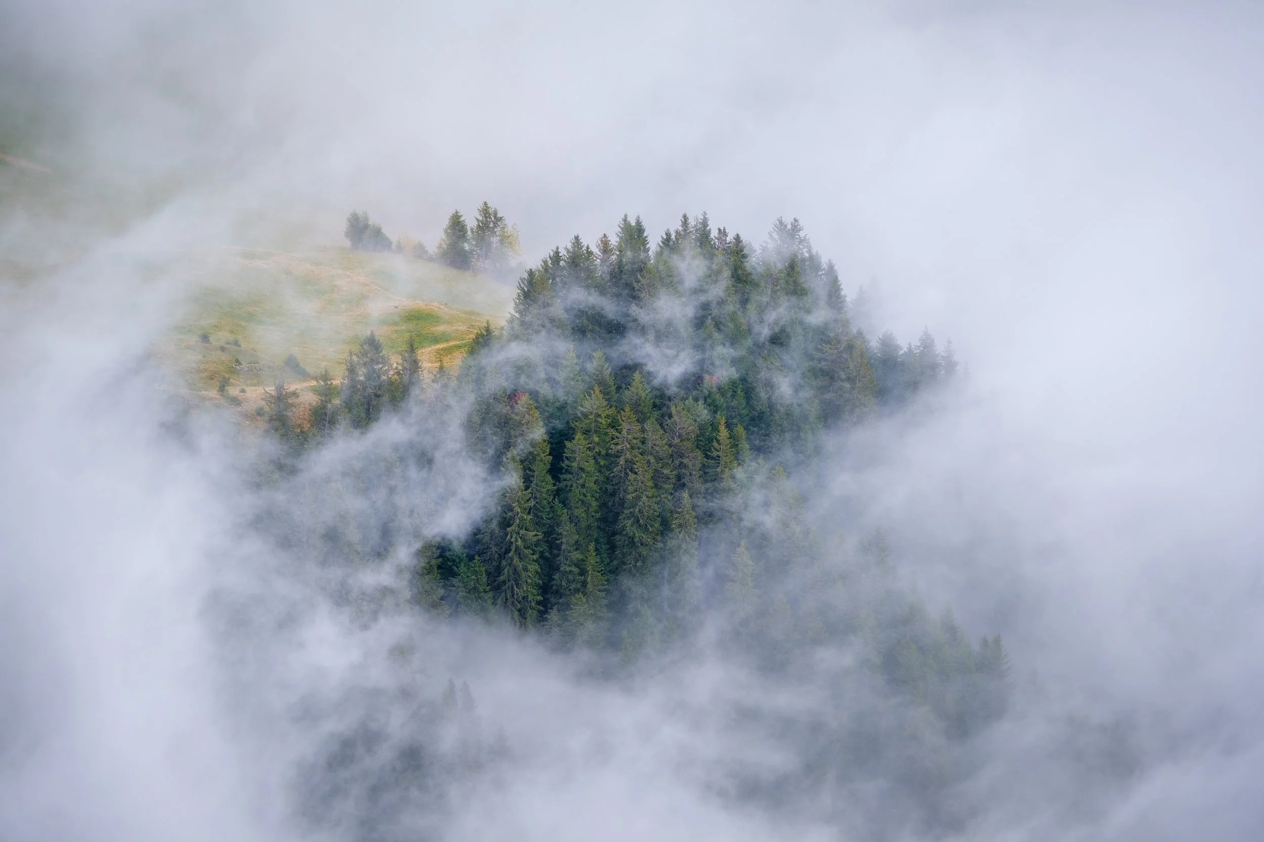 Wald auf einem Hügel, umgeben von Nebel.