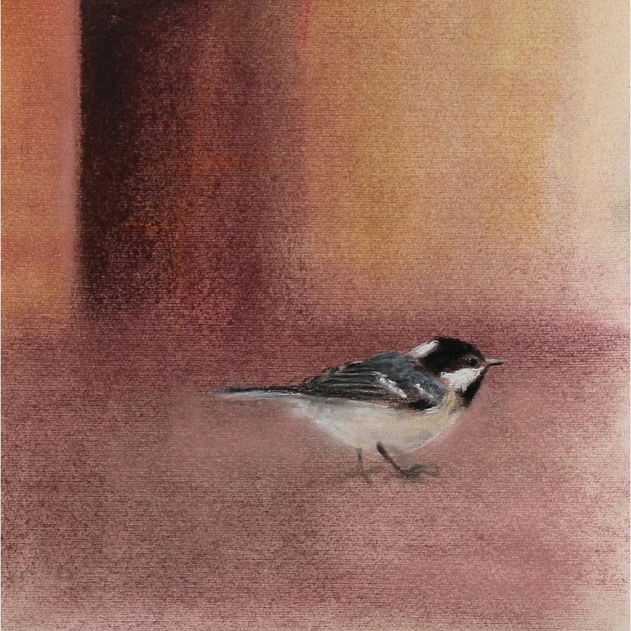 Kuusitiainen / Coal tit
