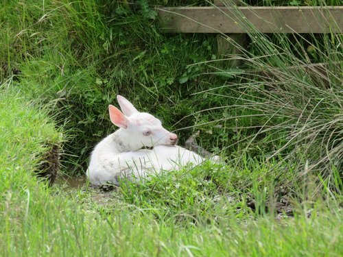 john-fletcher-deer-farmer-vet-author-historian-expert-witness-scotland-uk-europe-breeding-stock-gallery-baby-white-deer.jpg