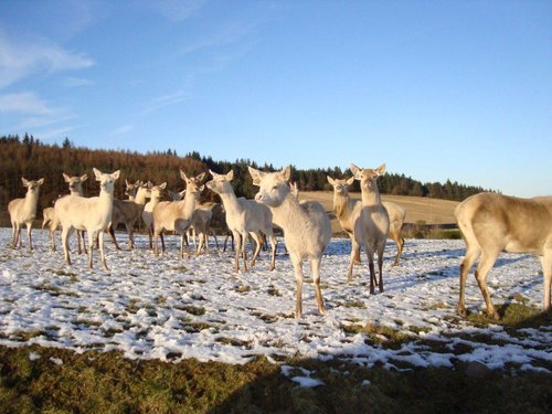 john-fletcher-deer-farmer-vet-author-historian-expert-witness-scotland-uk-europe-breeding-stock-gallery-rare-white-deer-herd.jpg