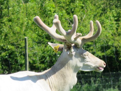 john-fletcher-deer-farmer-vet-author-historian-expert-witness-scotland-uk-europe-breeding-stock-gallery-rare-white-deer-stag.jpg