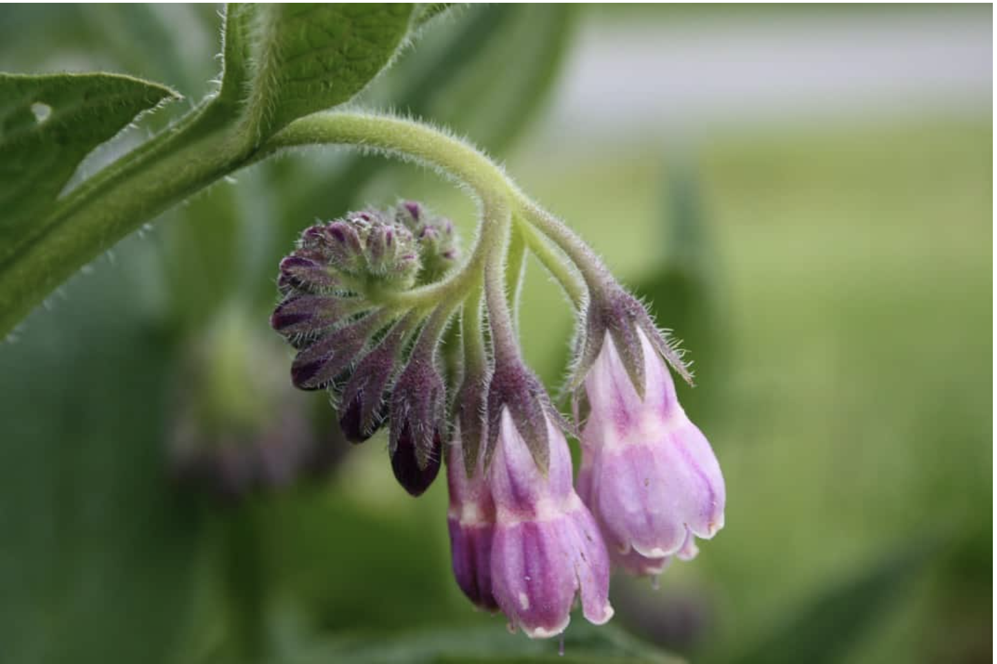 Comfrey