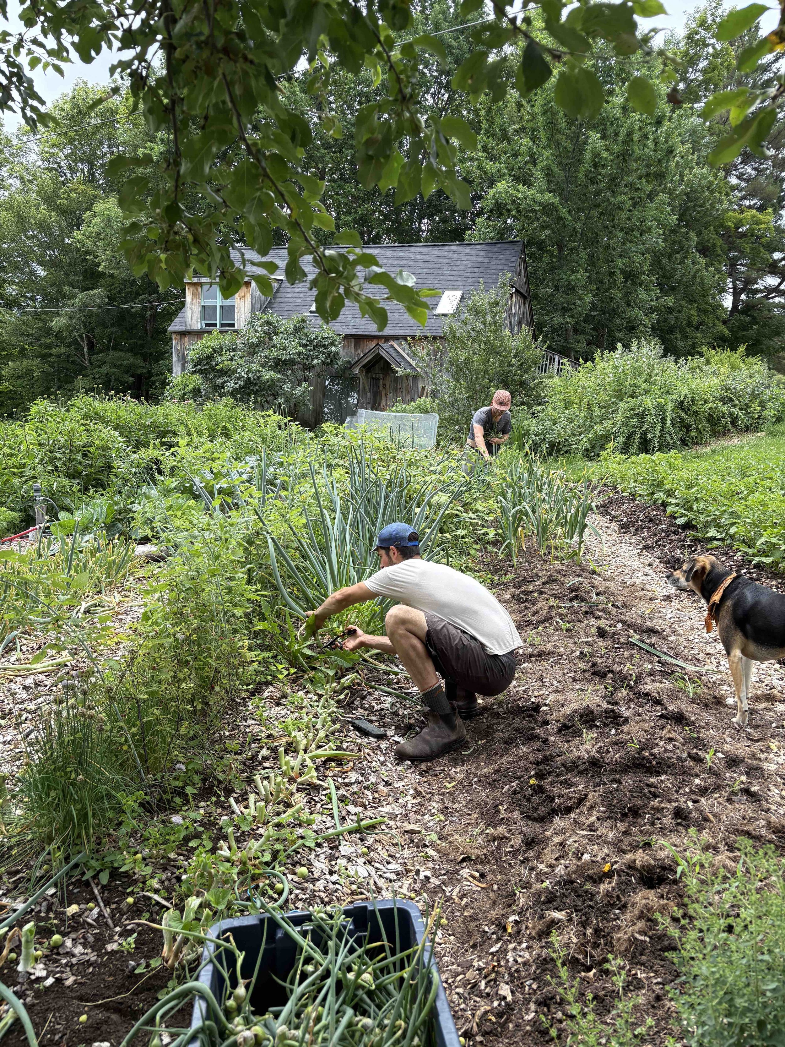 Walking Onion Harvest.jpg