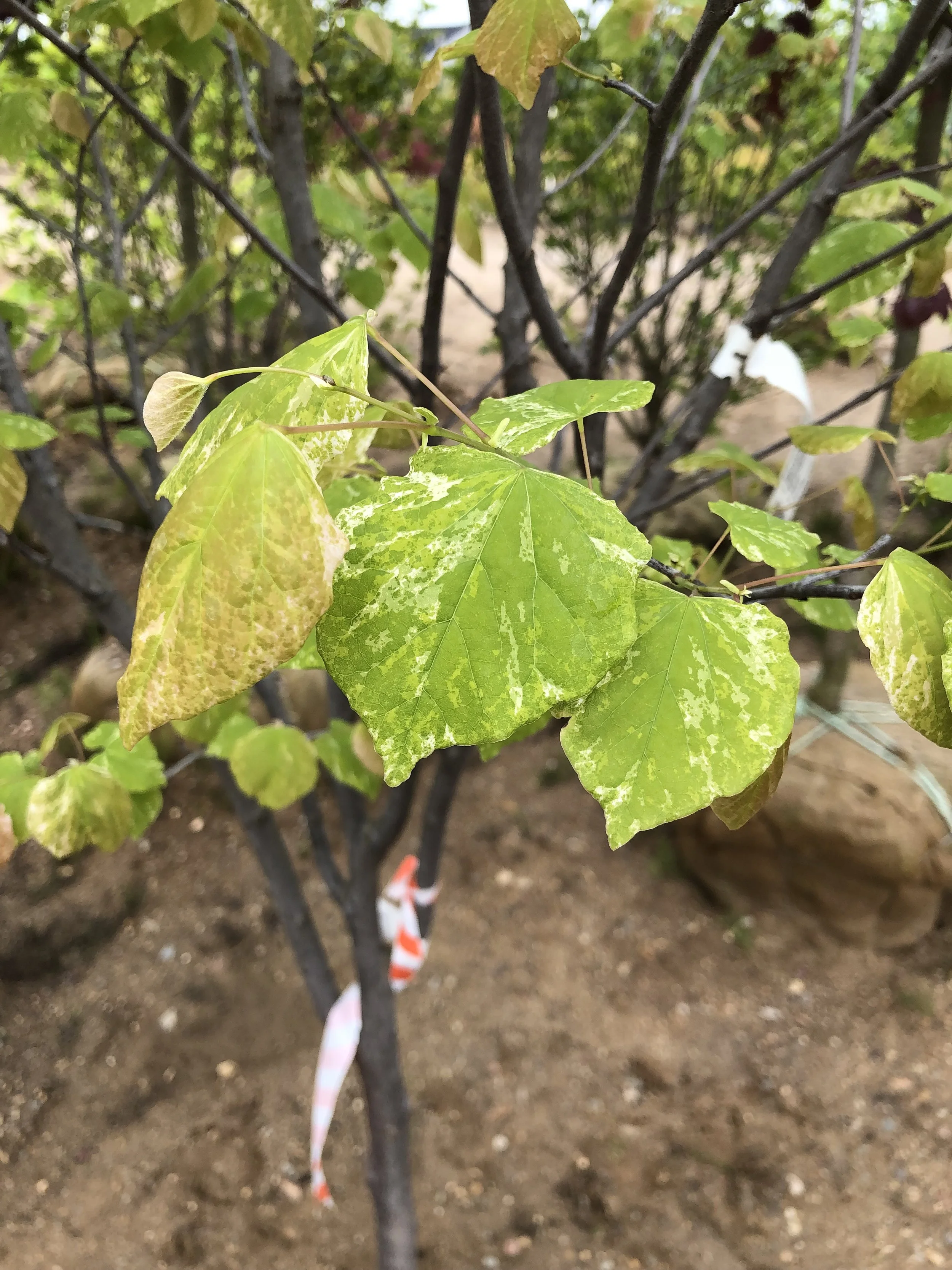 Eastern Redbud (Alley Cat) — The Cottage Gardens Lansing