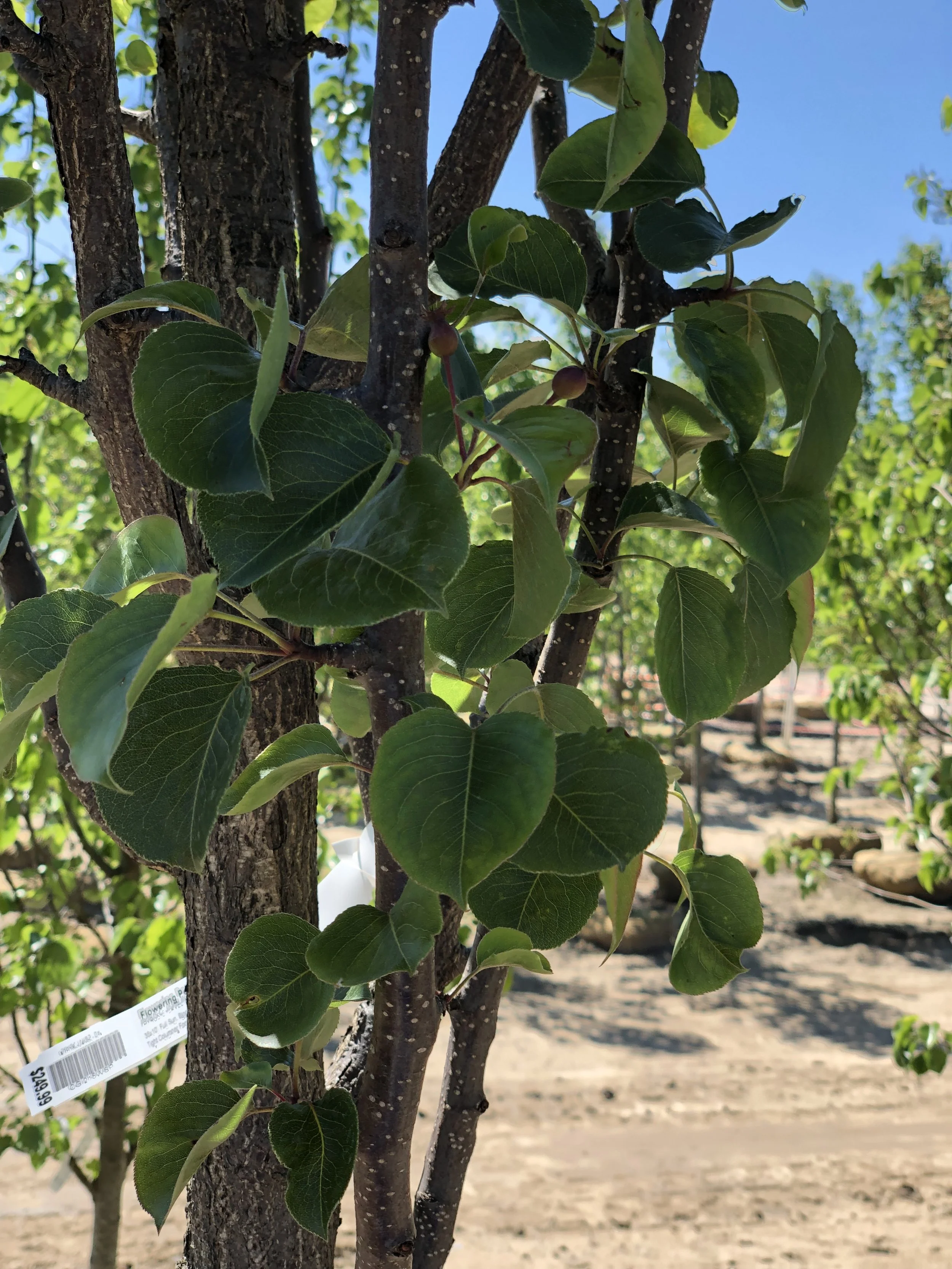 Flowering Pear (Javelin) — The Cottage Gardens Lansing