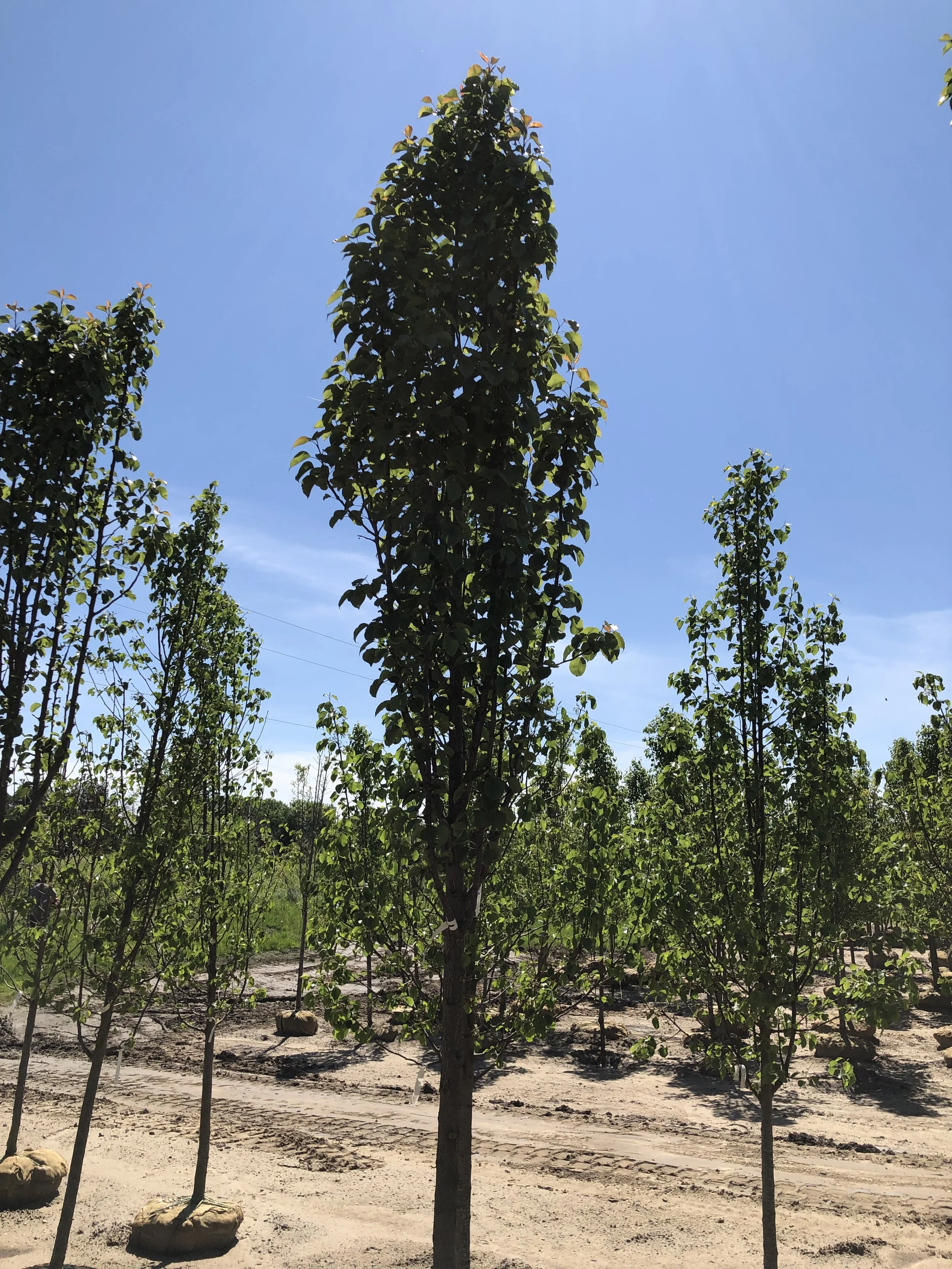 Flowering Pear (Javelin) — The Cottage Gardens Lansing