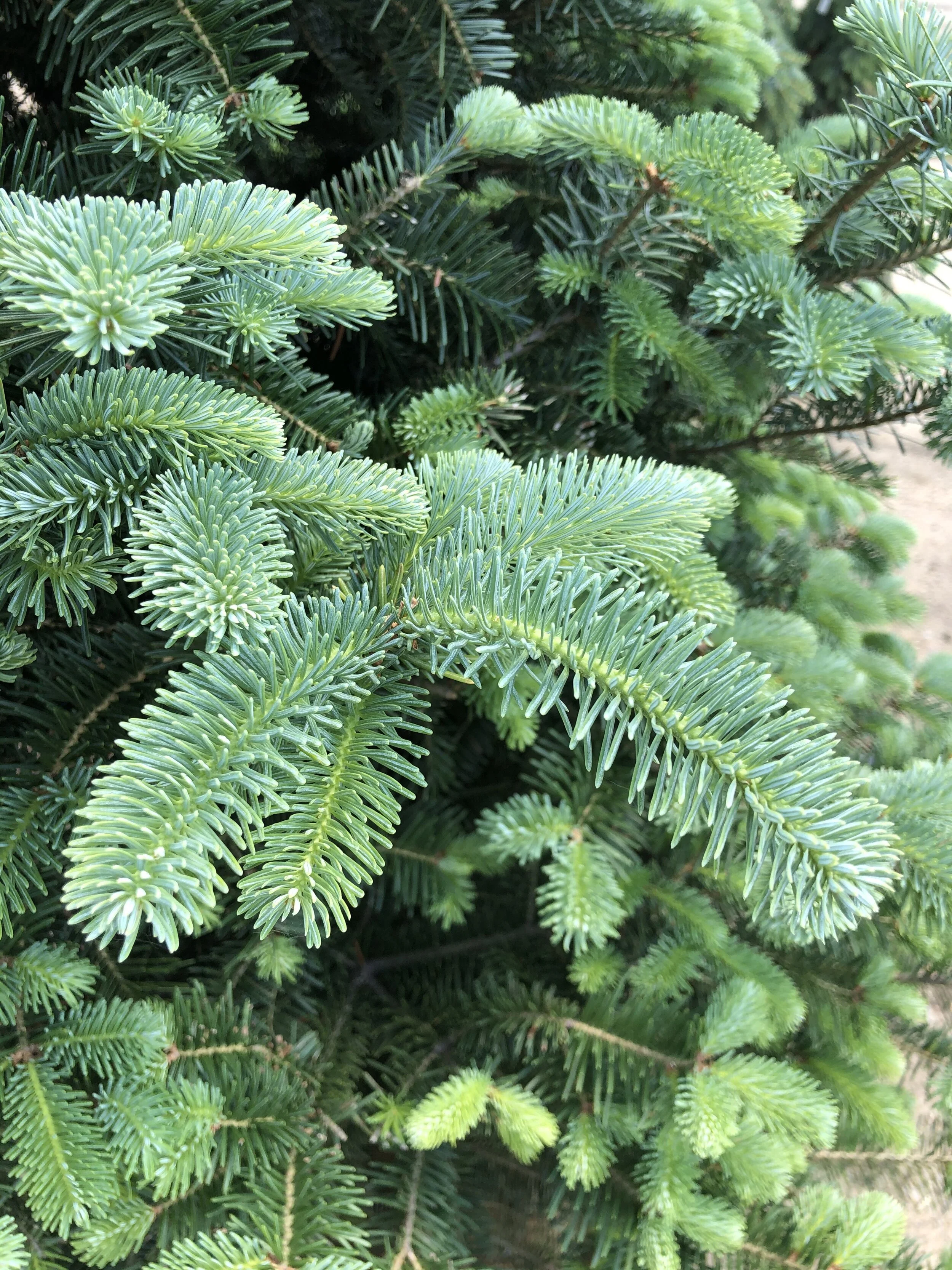Balsam Fir (Canaan) — The Cottage Gardens Lansing