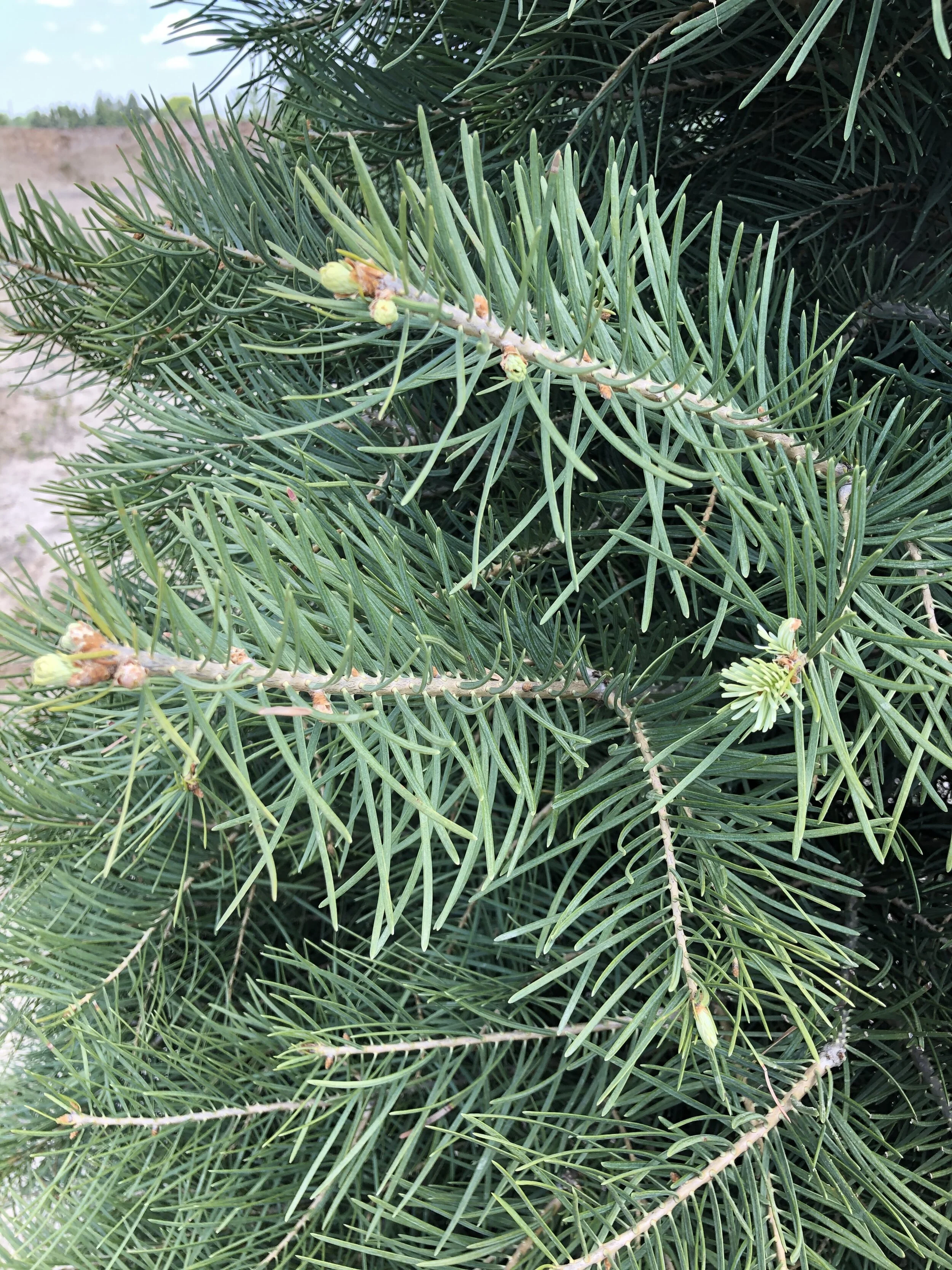 Concolor Fir — The Cottage Gardens Lansing