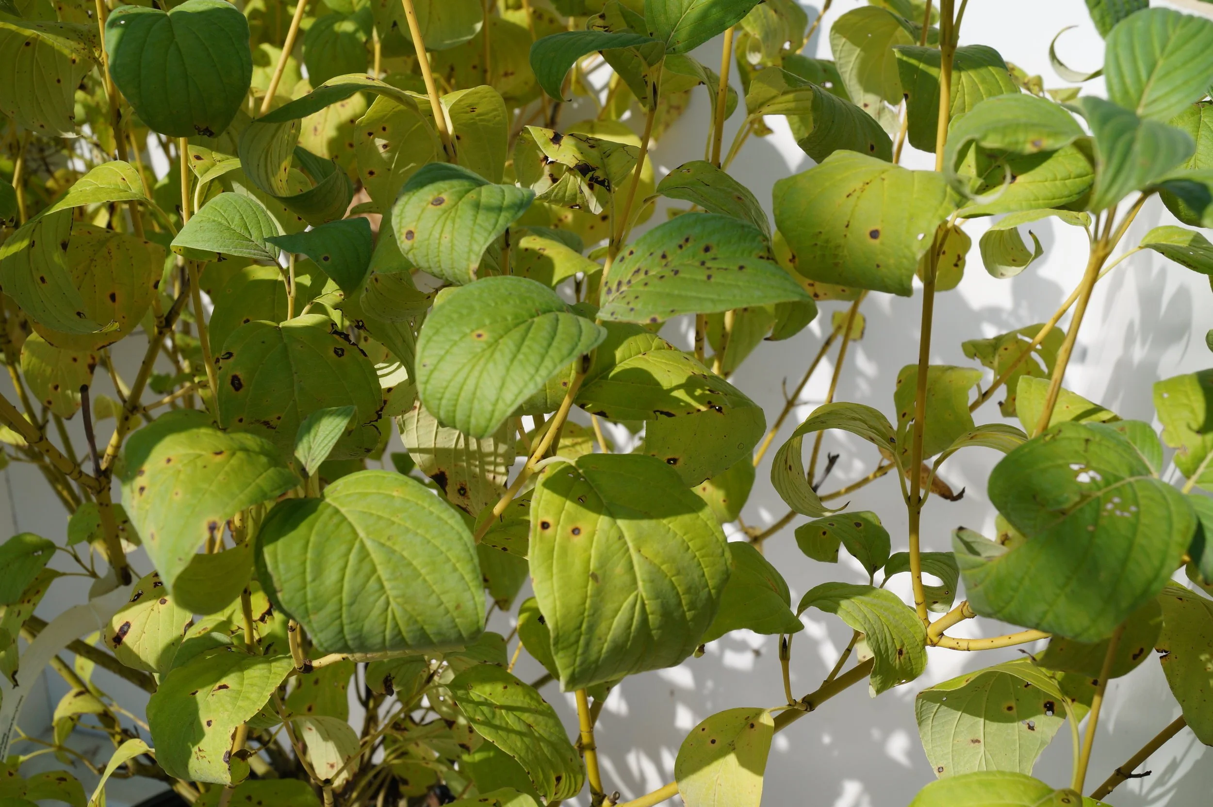 Yellow Twig Dogwood — The Cottage Gardens Lansing