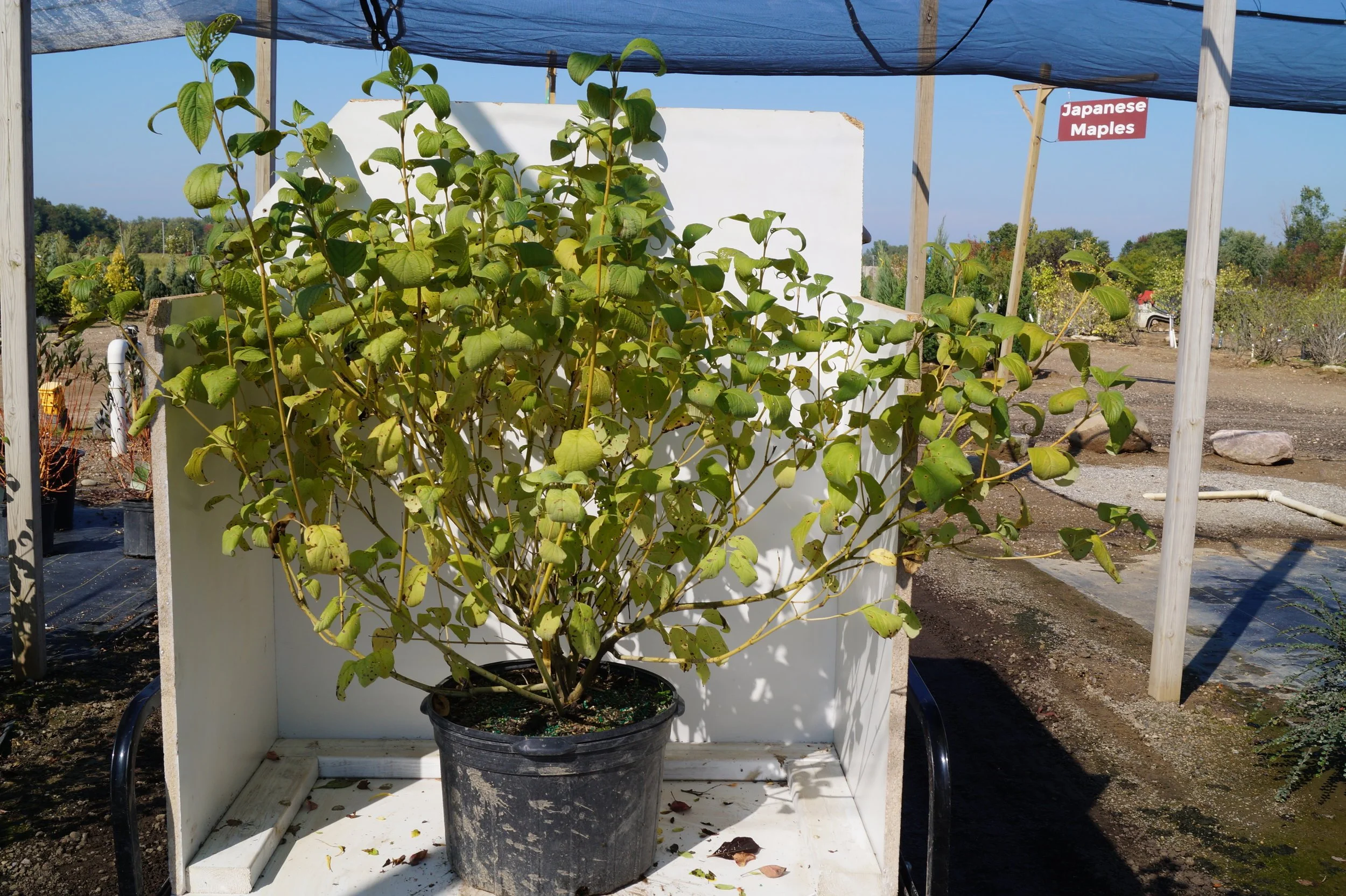 Yellow Twig Dogwood — The Cottage Gardens Lansing