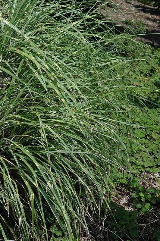 Maiden Grass (Little Zebra) — The Cottage Gardens Lansing