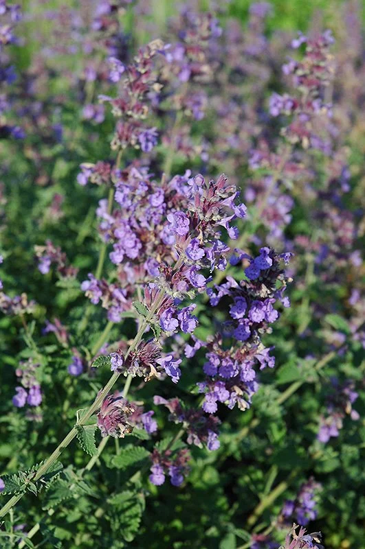 Catmint (Walkers low) — The Cottage Gardens Lansing