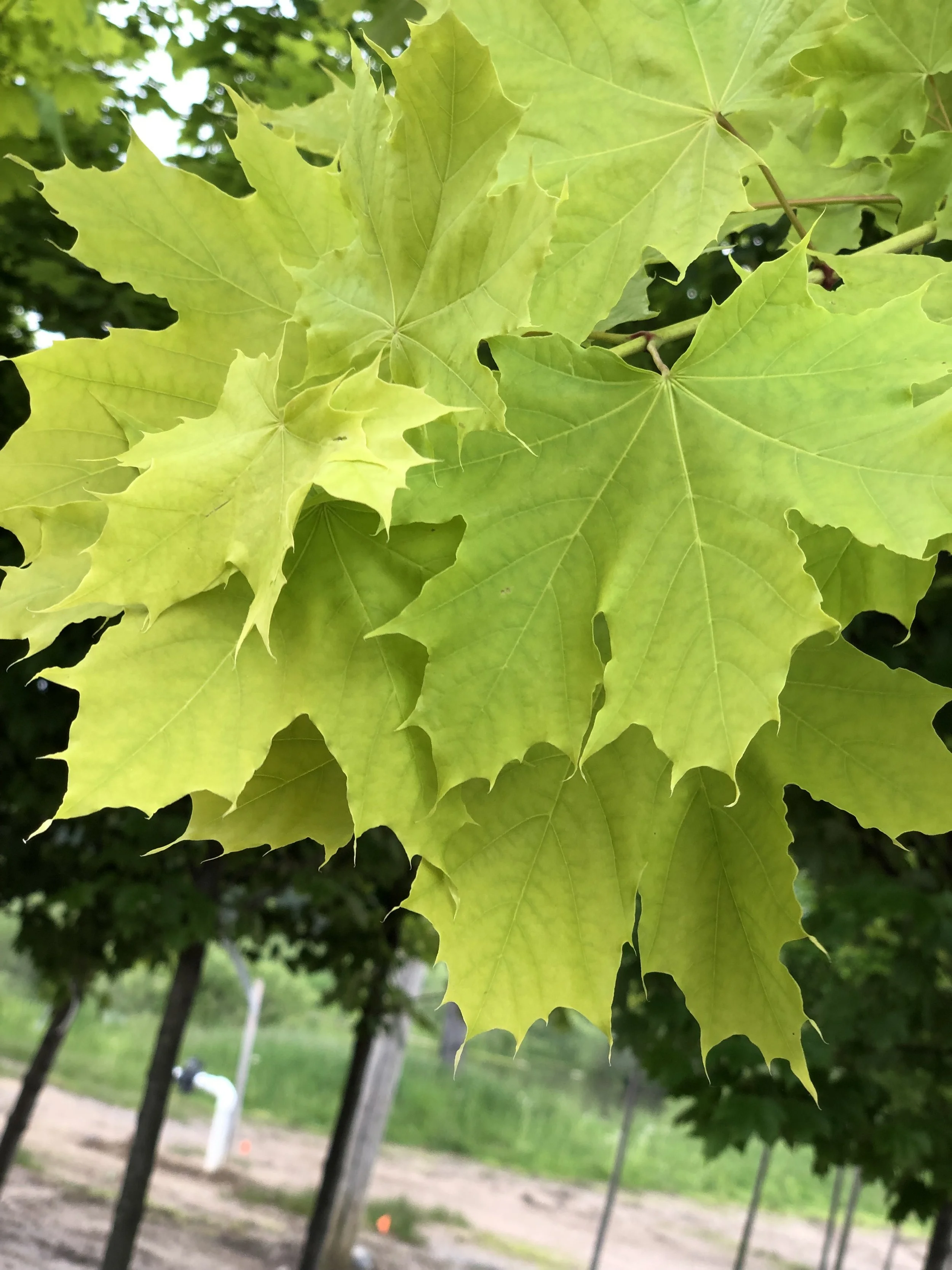 Norway Maple (Princeton Gold) — The Cottage Gardens Lansing