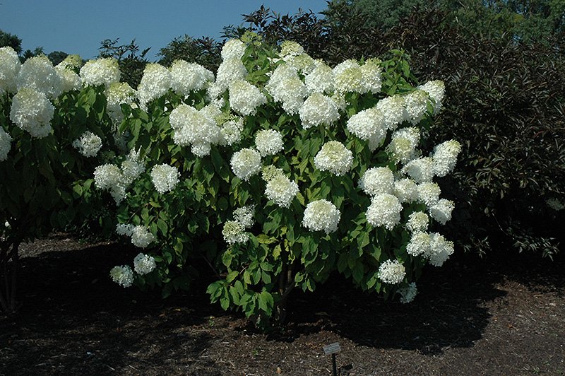 Image of Phantom hydrangea image 2