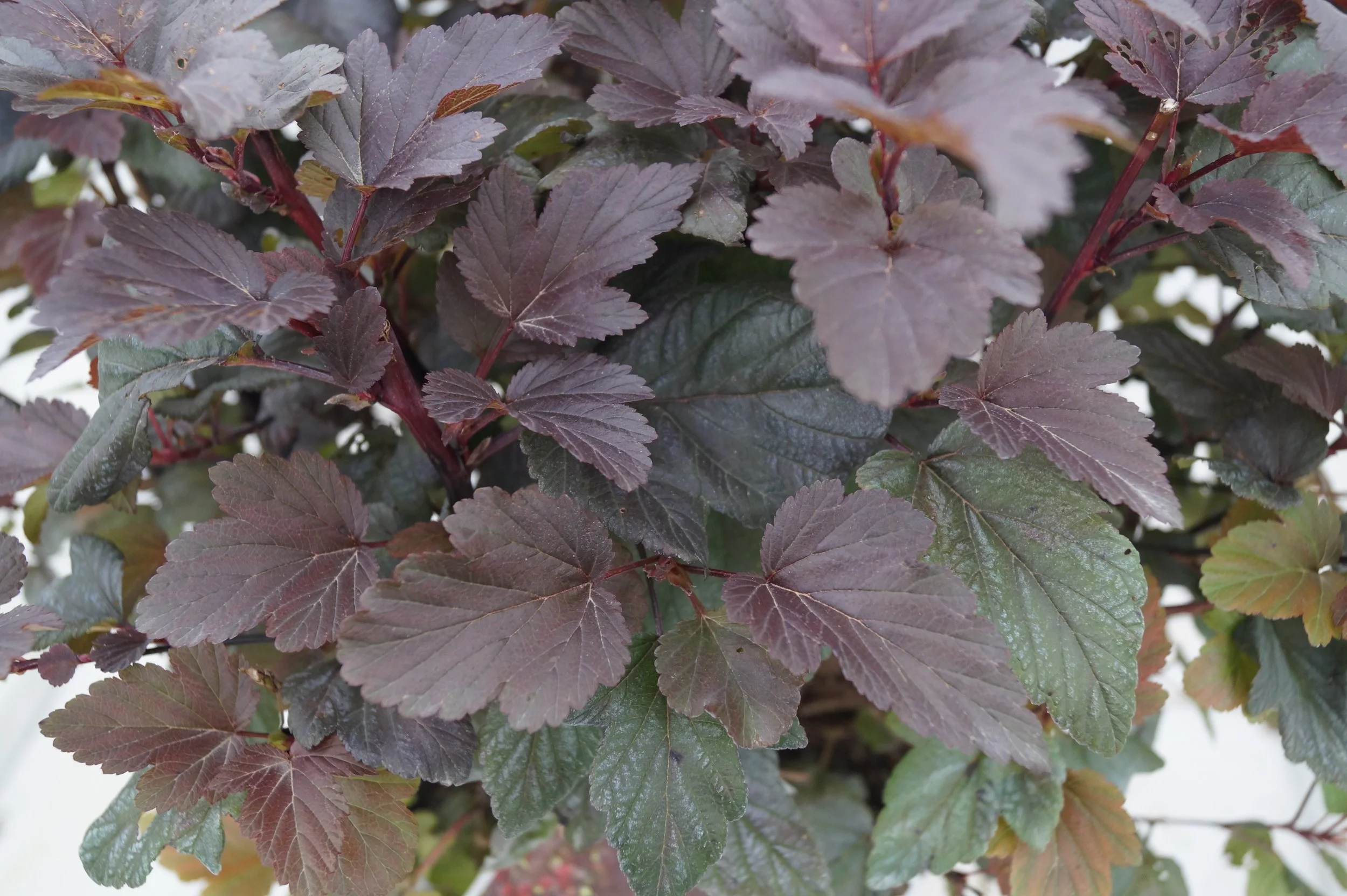 Ninebark (Ginger Wine) — The Cottage Gardens Lansing