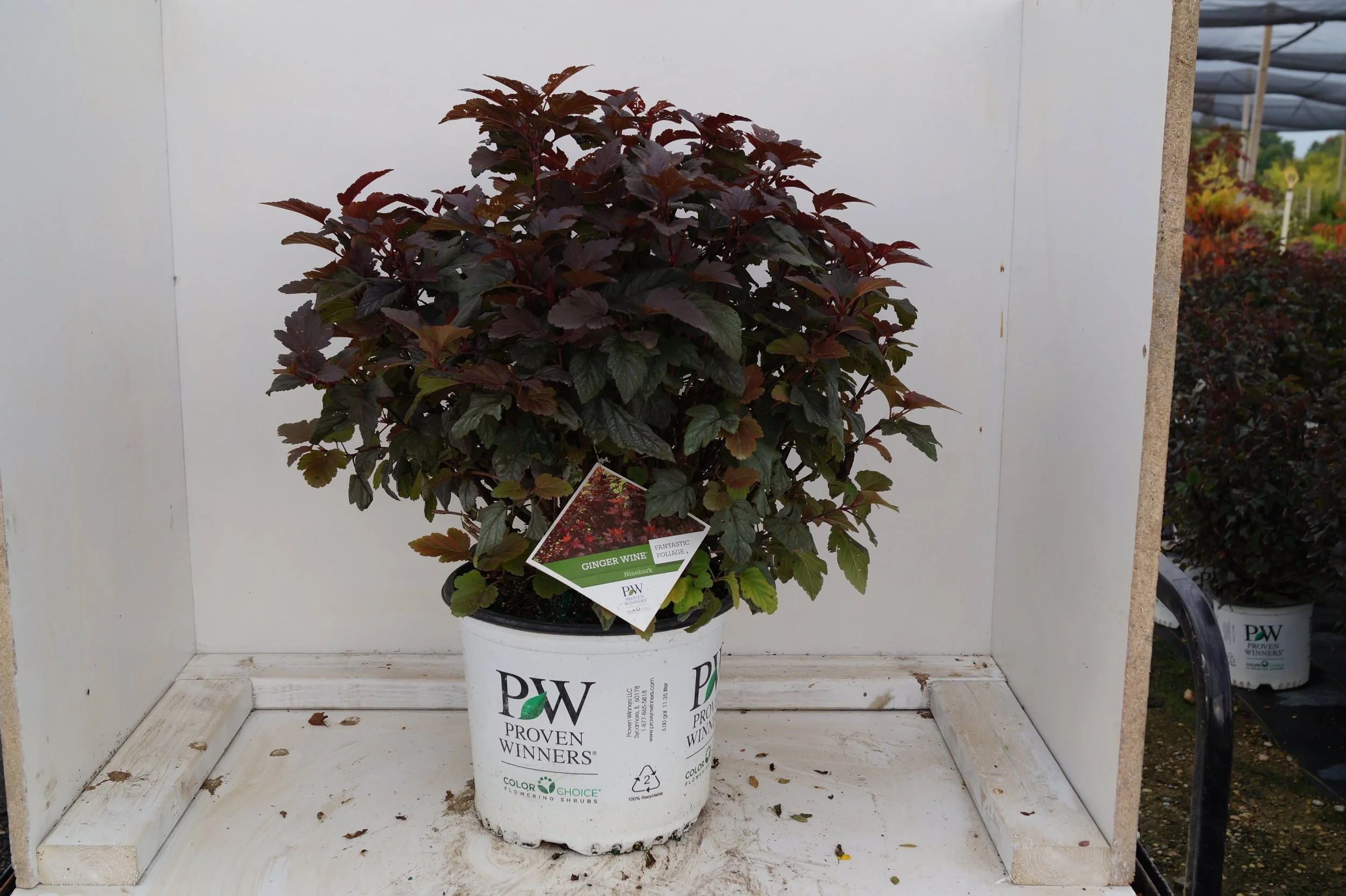 Ninebark (Ginger Wine) — The Cottage Gardens Lansing