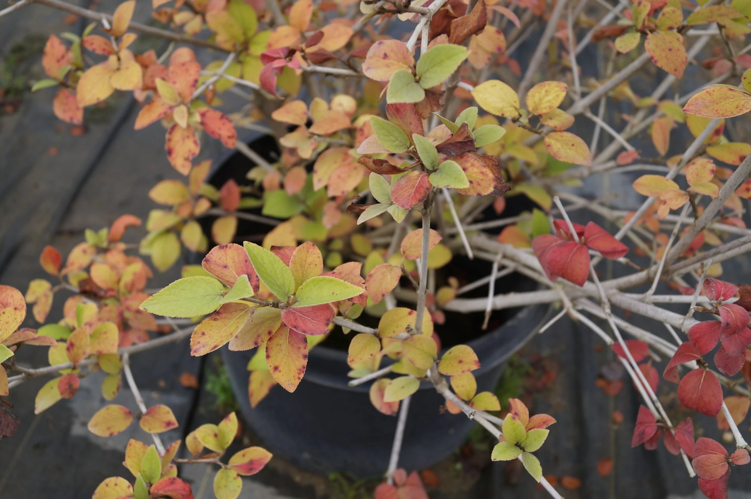 Viburnum (Emerald Triumph) — The Cottage Gardens Lansing