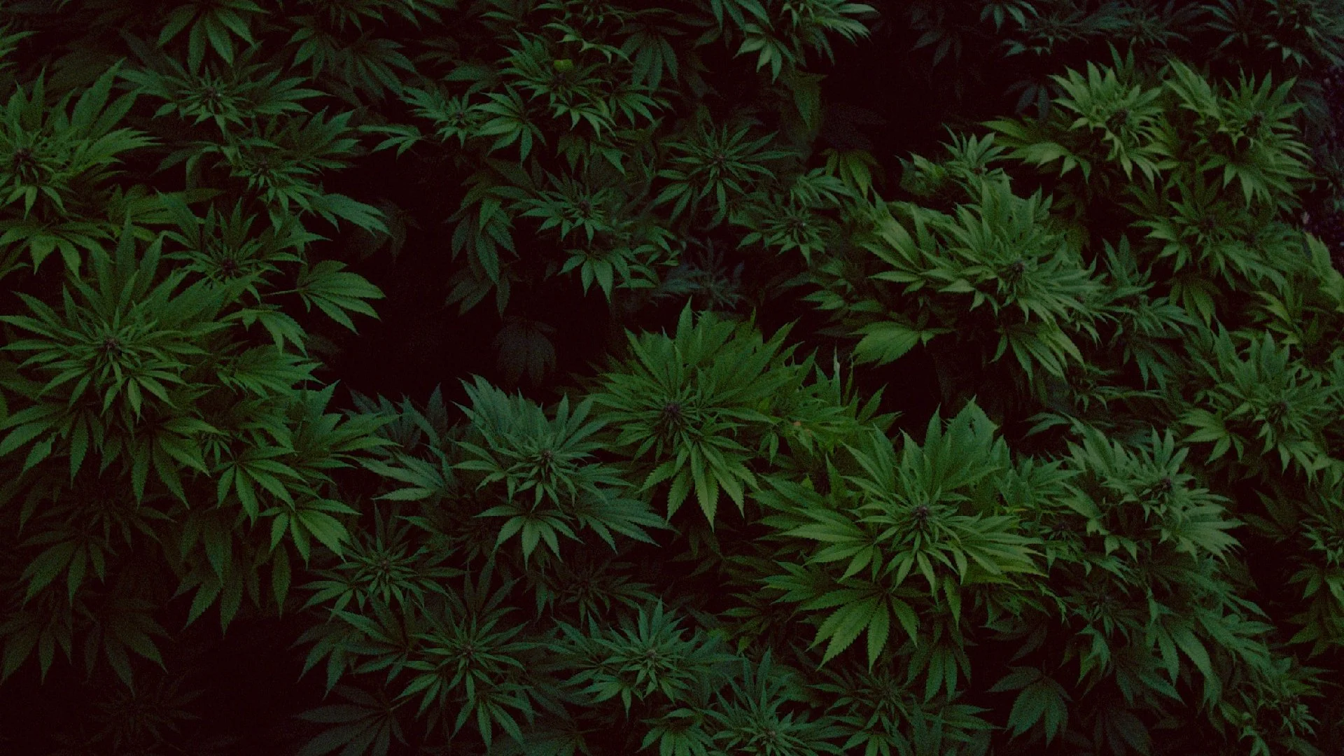 High-Cuisine-Website-Spot-Images_v1 [Recovered]-12.jpg