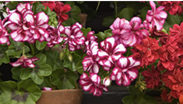 #14 GERANIUM RED OR PINK