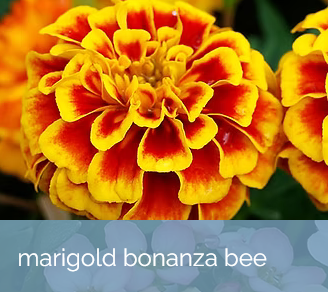 MarigoldBananzaBee.png