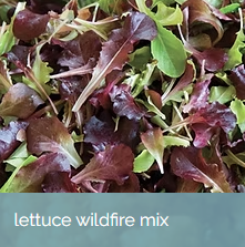 LettuceWildfireMix.png