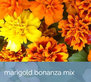 30. MARIGOLD BONANZA
