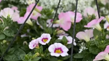 #7 SUN - HANGING BASKET