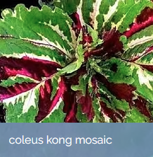 ColeusKongMosaic.png