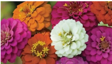 #10 ZINNIA MIX - STATE FAIR OR PROFUSION