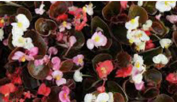 #13 BEGONIA COCKTAIL MIX