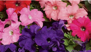 #12 PETUNIA MIX SUPERCASCADE OR TRITUNIA