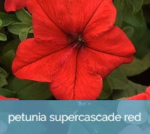 PetuniaSupercascadeRed.png