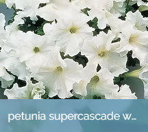 PetuniaSupercascadeWhite.png