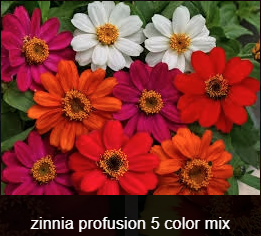 35. ZINNIA - PROFUSION