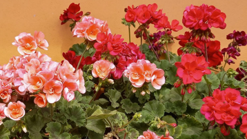 #3 GERANIUM MIX - PATIO POT