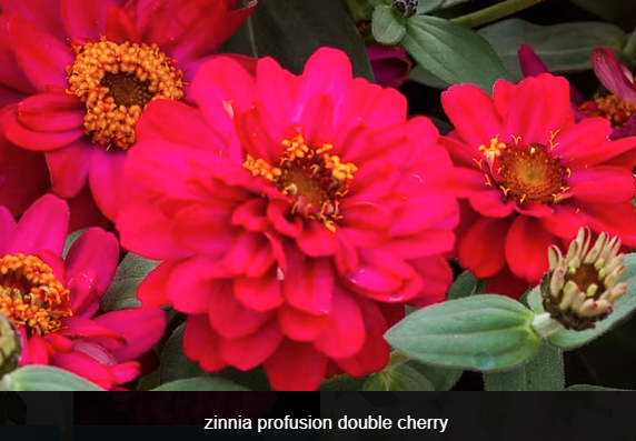 ZinniaDoubleCherry.png