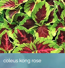 23. COLEUS - KONG