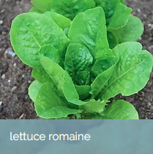 LettuceRomaine.png