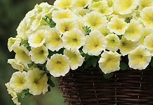 PetuniaEasywaveYellow.png